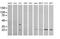 RAB30, Member RAS Oncogene Family antibody, MA5-26106, Invitrogen Antibodies, Western Blot image 