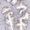 Vestigial Like Family Member 4 antibody, HPA038614, Atlas Antibodies, Immunohistochemistry frozen image 
