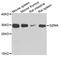 Granzyme A antibody, abx006330, Abbexa, Western Blot image 