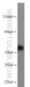 Regulator of chromosome condensation antibody, 14444-1-AP, Proteintech Group, Western Blot image 