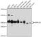 Mitochondrial Ribosomal Protein L38 antibody, 18-327, ProSci, Western Blot image 