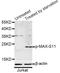 MYC Associated Factor X antibody, AP0072, ABclonal Technology, Western Blot image 