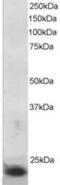 Suppressor Of Cytokine Signaling 3 antibody, MBS420344, MyBioSource, Western Blot image 