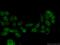 Tuftelin Interacting Protein 11 antibody, 66114-1-Ig, Proteintech Group, Immunofluorescence image 