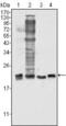 Superoxide Dismutase 1 antibody, MA5-15520, Invitrogen Antibodies, Western Blot image 