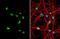 ArfGAP With Dual PH Domains 1 antibody, NBP1-31179, Novus Biologicals, Immunocytochemistry image 