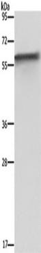 FKBP Prolyl Isomerase 8 antibody, TA349990, Origene, Western Blot image 