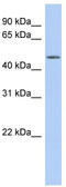 WD Repeat Domain 89 antibody, TA340242, Origene, Western Blot image 