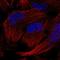 Gem Nuclear Organelle Associated Protein 5 antibody, HPA037392, Atlas Antibodies, Immunofluorescence image 