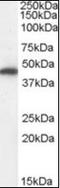 Fumarate Hydratase antibody, orb94104, Biorbyt, Western Blot image 