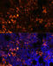 G Protein-Coupled Receptor 55 antibody, GTX03363, GeneTex, Immunofluorescence image 