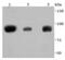 Signal Transducer And Activator Of Transcription 5A antibody, NBP2-67871, Novus Biologicals, Western Blot image 