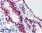 Spalt Like Transcription Factor 4 antibody, 46-333, ProSci, Western Blot image 