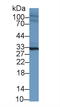 Sprouty RTK Signaling Antagonist 2 antibody, LS-C296500, Lifespan Biosciences, Western Blot image 