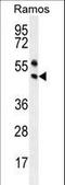 Paired Box 5 antibody, LS-C163390, Lifespan Biosciences, Western Blot image 
