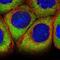 Ataxin 2 Like antibody, NBP2-48741, Novus Biologicals, Immunofluorescence image 