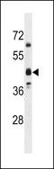 Olfactory Receptor Family 5 Subfamily M Member 8 antibody, LS-C158494, Lifespan Biosciences, Western Blot image 