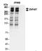 Zinc Finger Protein 407 antibody, NBP2-34850, Novus Biologicals, Immunoprecipitation image 