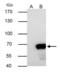 Nucleoporin 62 antibody, PA5-21882, Invitrogen Antibodies, Immunoprecipitation image 