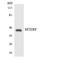 Mitochondrial Transcription Termination Factor 1 antibody, LS-C200237, Lifespan Biosciences, Western Blot image 