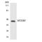 Mitochondrial transcription termination factor 1 antibody, LS-C200237, Lifespan Biosciences, Western Blot image 