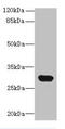 C1q And TNF Related 6 antibody, MBS7001366, MyBioSource, Western Blot image 