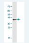 Signal Transducing Adaptor Family Member 2 antibody, H00055620-M03-100ug, Novus Biologicals, Western Blot image 