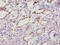 Superoxide Dismutase 1 antibody, CSB-PA022397LA01MO, Cusabio, Immunohistochemistry paraffin image 