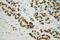 Methyltransferase Like 1 antibody, 14994-1-AP, Proteintech Group, Immunohistochemistry frozen image 