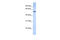 Tripartite Motif Containing 43 antibody, 25-859, ProSci, Western Blot image 