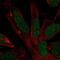 Regulatory Factor X4 antibody, HPA050527, Atlas Antibodies, Immunocytochemistry image 