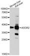 Asialoglycoprotein Receptor 2 antibody, A13949, ABclonal Technology, Western Blot image 