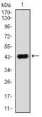Mitogen-Activated Protein Kinase 8 antibody, GTX60600, GeneTex, Western Blot image 