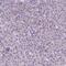 Neuronal Differentiation 4 antibody, PA5-64964, Invitrogen Antibodies, Immunohistochemistry frozen image 