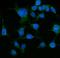 HSPA9 antibody, M02561-2, Boster Biological Technology, Immunofluorescence image 