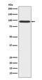 Gephyrin antibody, M04560-3, Boster Biological Technology, Western Blot image 