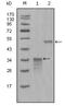 Secretoglobin Family 2A Member 2 antibody, M09363-1, Boster Biological Technology, Western Blot image 
