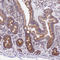 Transcription Factor A, Mitochondrial antibody, HPA040648, Atlas Antibodies, Immunohistochemistry paraffin image 
