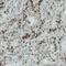 CCCTC-Binding Factor antibody, NBP2-52910, Novus Biologicals, Immunohistochemistry frozen image 