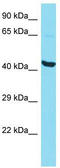 P2Y Receptor Family Member 10 antibody, TA331977, Origene, Western Blot image 