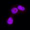 Glycogen Synthase Kinase 3 Alpha antibody, MAB25063, R&D Systems, Immunofluorescence image 