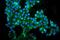 Tight Junction Protein 3 antibody, PA1972, Boster Biological Technology, Immunofluorescence image 