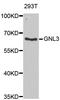 G Protein Nucleolar 3 antibody, LS-C335674, Lifespan Biosciences, Western Blot image 
