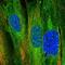 Murine Retrovirus Integration Site 1 Homolog antibody, NBP1-87877, Novus Biologicals, Immunofluorescence image 