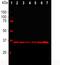 GAPDH antibody, M00227-3, Boster Biological Technology, Western Blot image 