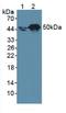 Retinoic Acid Receptor Alpha antibody, LS-C708769, Lifespan Biosciences, Western Blot image 