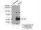 Tektin-4 antibody, 17058-1-AP, Proteintech Group, Immunoprecipitation image 