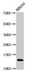 T-cell receptor beta chain V region CTL-L17 antibody, CSB-PA361265LA01HU, Cusabio, Western Blot image 