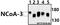 Nuclear Receptor Coactivator 3 antibody, A01337S587, Boster Biological Technology, Western Blot image 