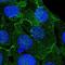 Thioredoxin Interacting Protein antibody, NBP2-49095, Novus Biologicals, Immunofluorescence image 